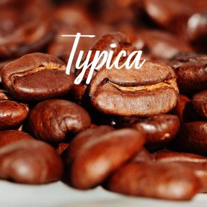 Typica Coffee Beans