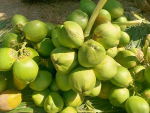 Green fresh tender coconut