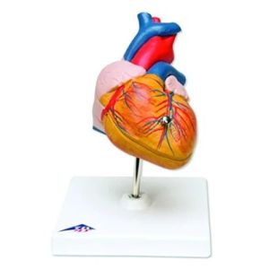 Human Heart models