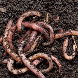 Eisenia Fetida Vermiculture Earthworm
