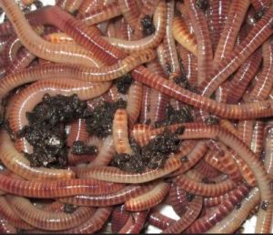 Vermicompost Red Earthworms