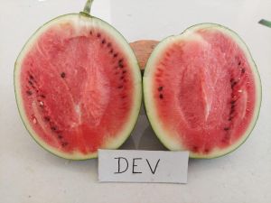 Dev Hybrid Watermelon Seeds