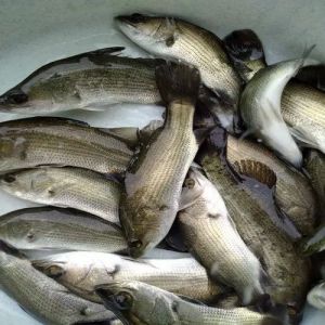 Grass Carp Fish Seeds