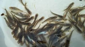 Pangasius Fish Seeds