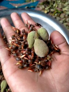 Agarwood Seeds