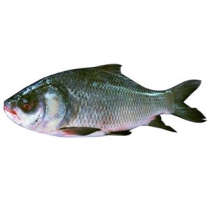 Fresh Catla Fish