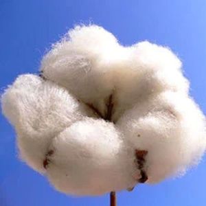 Jayadhar Raw Cotton