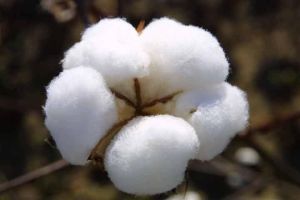 LRA-5166 Raw Cotton