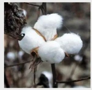 Suvin Raw Cotton
