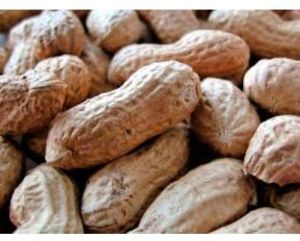 shelled organic raw peanut nuts