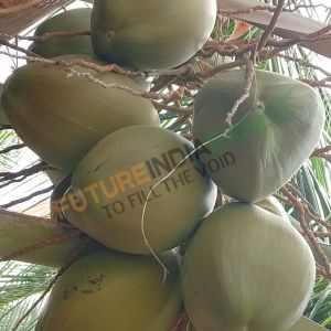 Tender Coconut