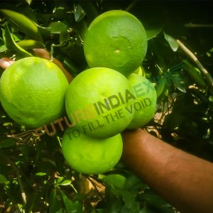 Fresh Mosambi