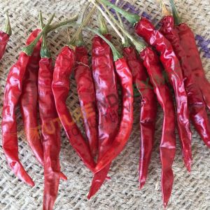 Dry Red Chilli