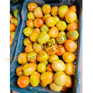 Fresh Desi Tomato