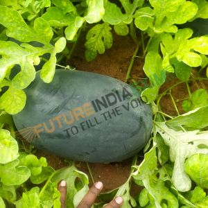 Fresh Green Watermelon