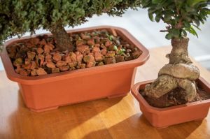 bonsai planter