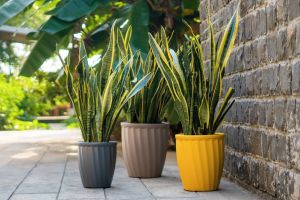 fancy flower pots