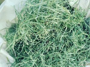Barley Grass Powder