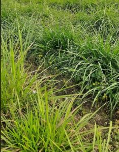 Wholesale Green Super Napier Grass Supplier from Vijayawada Guru ...