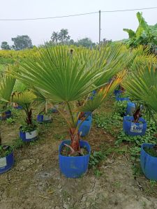 Bismarckia Palm Tree