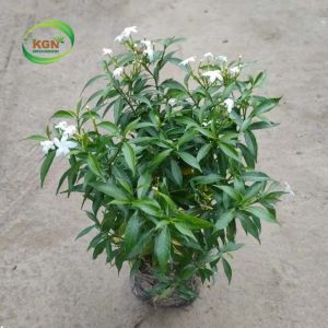 Chinese Tagar Plant