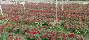 Inca Marigold Plant
