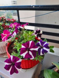 Petunia Flower Plant