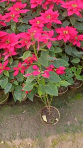 Poinsettia Plant