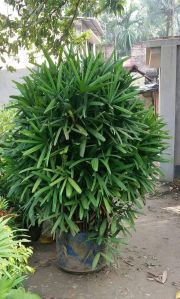 Rhapis Excelsa Palm Plant