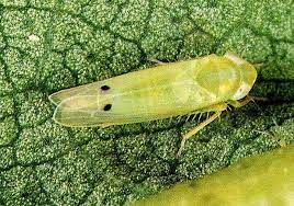 Clear all Organic Liquid Pesticides