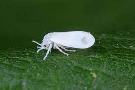 Clear all Organic Liquid Pesticides
