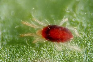 Clear all Organic Liquid Pesticides
