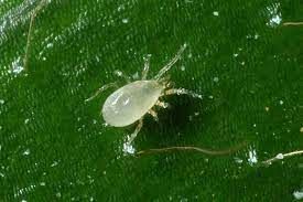 Clear all Organic Liquid Pesticides