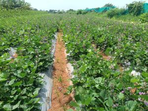 I.M.O Organic Manure