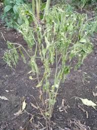 Microbial Solution Organic Fertilizer Kit