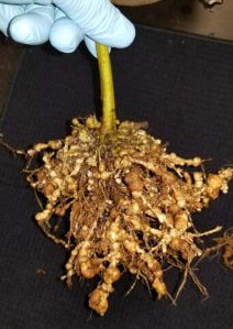 Microbial Solution Organic Fertilizer Kit