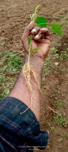 MR Soil Plant Growth Promoters
