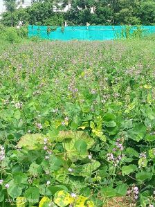 Seaweed Extract Powder