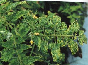 Vyro Nill Organic Liquid Pesticides