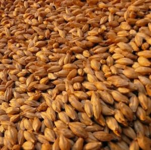 Barley Seeds