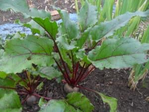 Fresh Beetroot