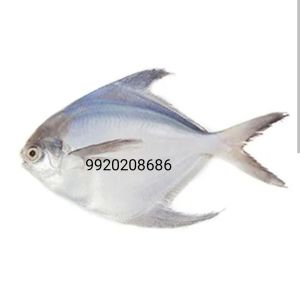 Silver Pomfret