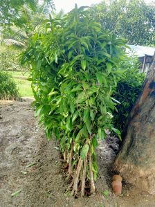 totapuri mango plant