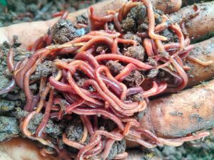 Australian Breed Eisenia Fetida Live Earthworms