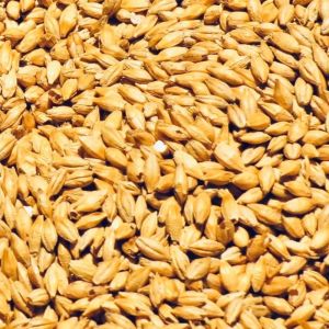 Organic Barley Seeds