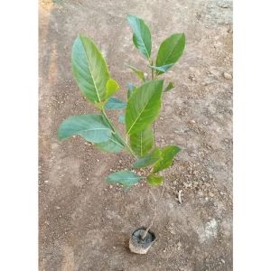 Java Plum Plants