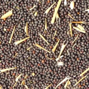 Canola Seeds