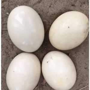 Fertile Ostrich Eggs