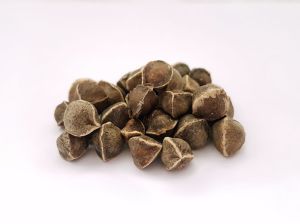 Moringa Seeds