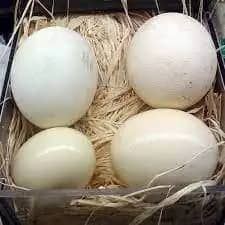 Ostrich Egg